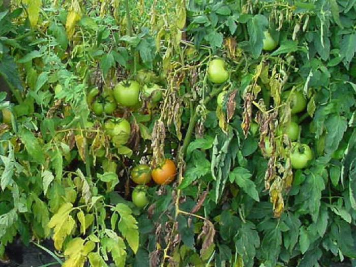 Cà chua bị héo xanh hàng loạt do đâu? Nguyên nhân thường gặp