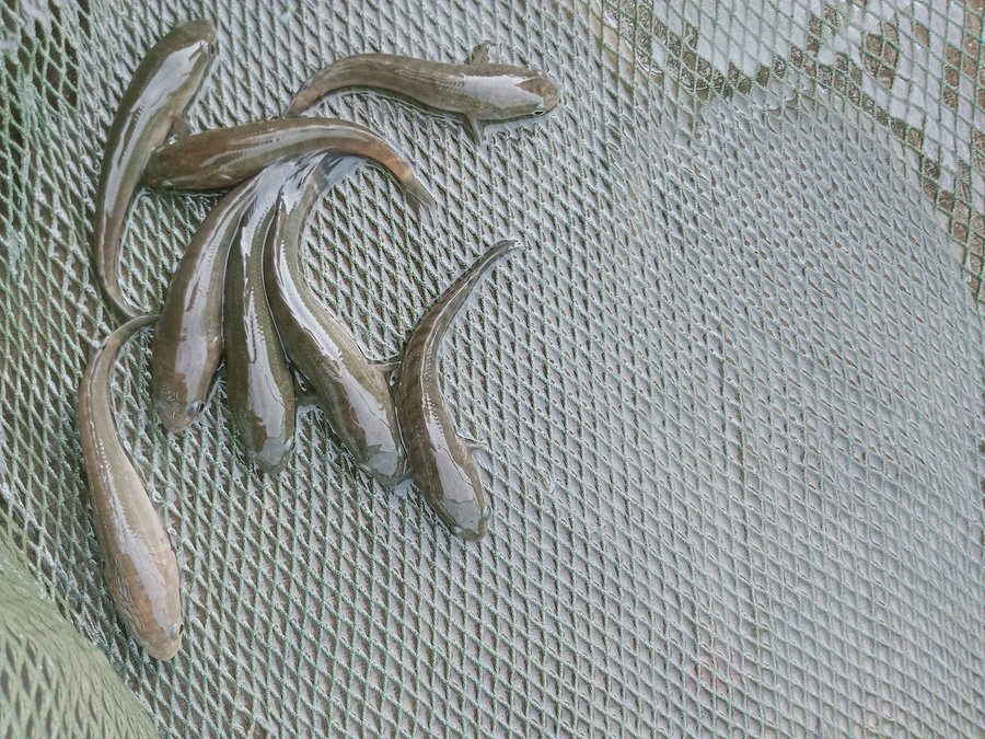 Cá chuối hoa nuôi bao lâu thì thu hoạch để không bị lỗ