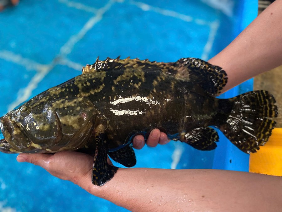 Cá mú nuôi nước ngọt được không theo đặc tính sinh học?