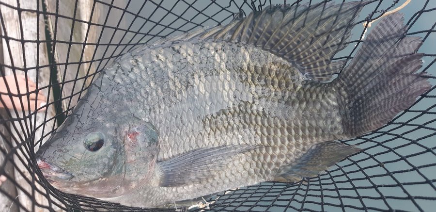 Cá rô phi to nhất bao nhiêu kg theo ghi nhận thực tế?