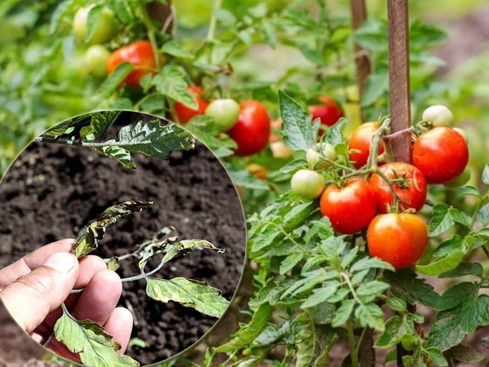 Cách chữa bệnh héo xanh trên cà chua để ngăn lây lan nhanh