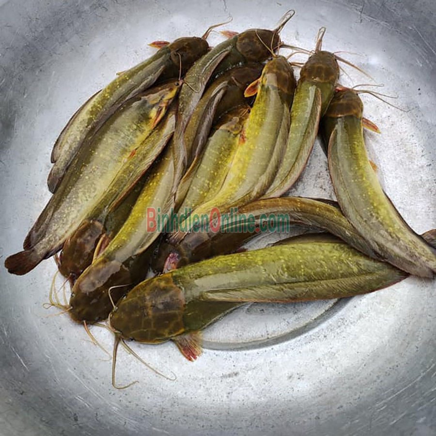 Cách nuôi cá trê lai trong hồ lót bạt để cá lớn nhanh đồng đều