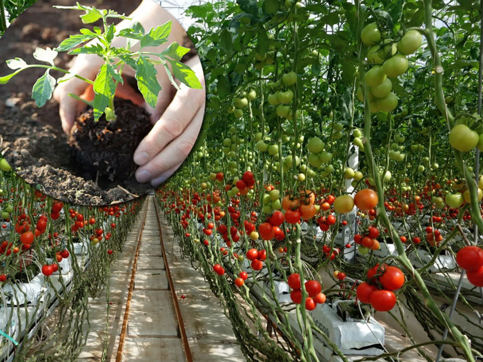 Cây cà chua là gì? Đặc điểm, cách trồng và chăm cà chua sai quả