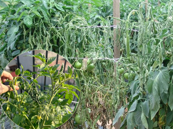 Cây cà chua bị héo ngọn có phải do bệnh héo xanh không?