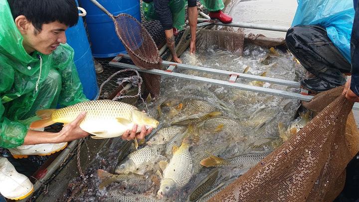 Quy trình kỹ thuật nuôi cá chép giòn thương phẩm hiệu quả