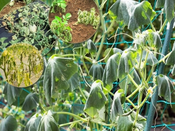 Bệnh héo xanh trên nhóm bầu bí ảnh hưởng năng suất ra sao?