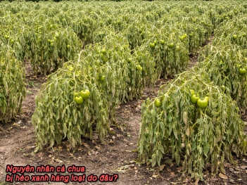 Cà chua bị héo xanh hàng loạt do đâu? Nguyên nhân thường gặp