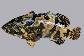 Cá mú nuôi nước ngọt được không theo đặc tính sinh học? - Kỹ thuật Marketing