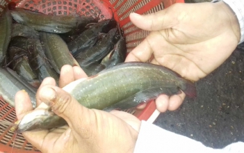 Cách nuôi cá trê lai trong hồ lót bạt để cá lớn nhanh đồng đều - Kỹ thuật Marketing