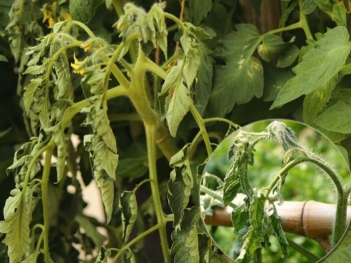 Cây cà chua bị héo ngọn có phải do bệnh héo xanh không?