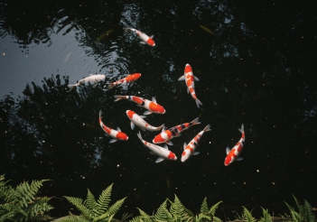 Độ sâu hồ cá koi tối thiểu bao nhiêu là phù hợp? - Kỹ thuật Marketing