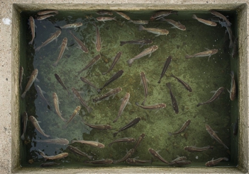 Mật độ nuôi cá lóc trong bể xi măng là bao nhiêu? - Kỹ thuật Marketing