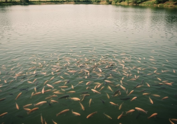 Mô hình nuôi cá rô phi đơn tính dễ áp dụng ít rủi ro - Kỹ thuật Marketing