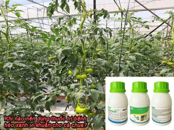 Khi nào nên dùng thuốc trị bệnh héo xanh vi khuẩn cho cà chua? - Kỹ thuật Marketing