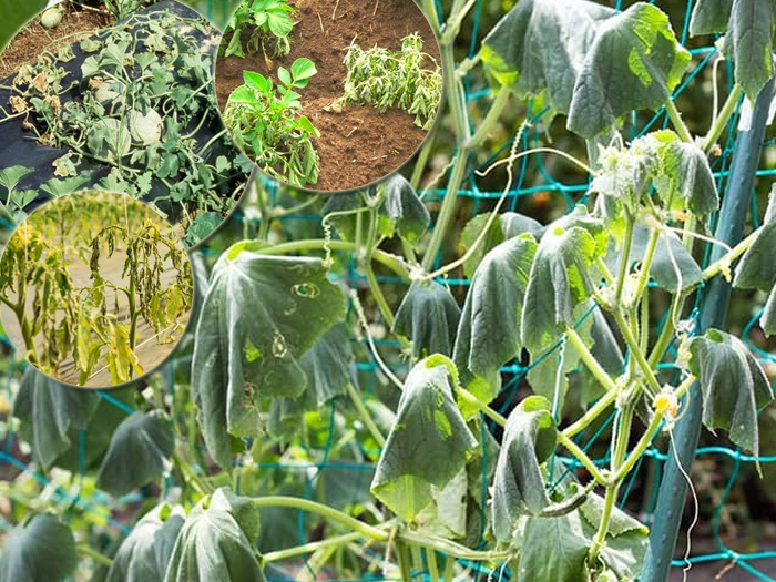 bệnh héo xanh trên nhóm bầu bí