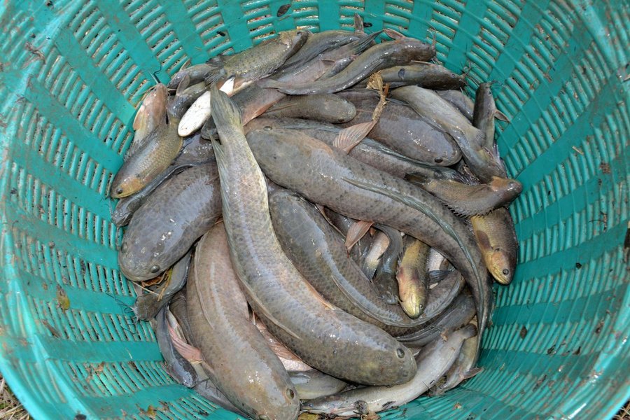 cá chuối hoa nuôi bao lâu thì thu hoạch