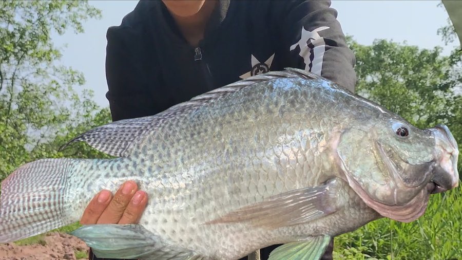 cá rô phi to nhất bao nhiêu kg