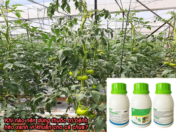 thuốc trị bệnh héo xanh vi khuẩn